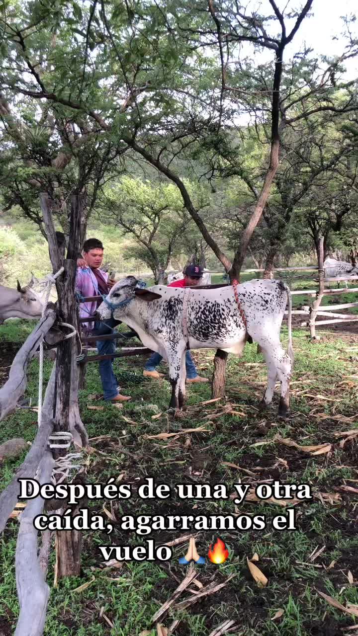 @GENÉTICA_PY