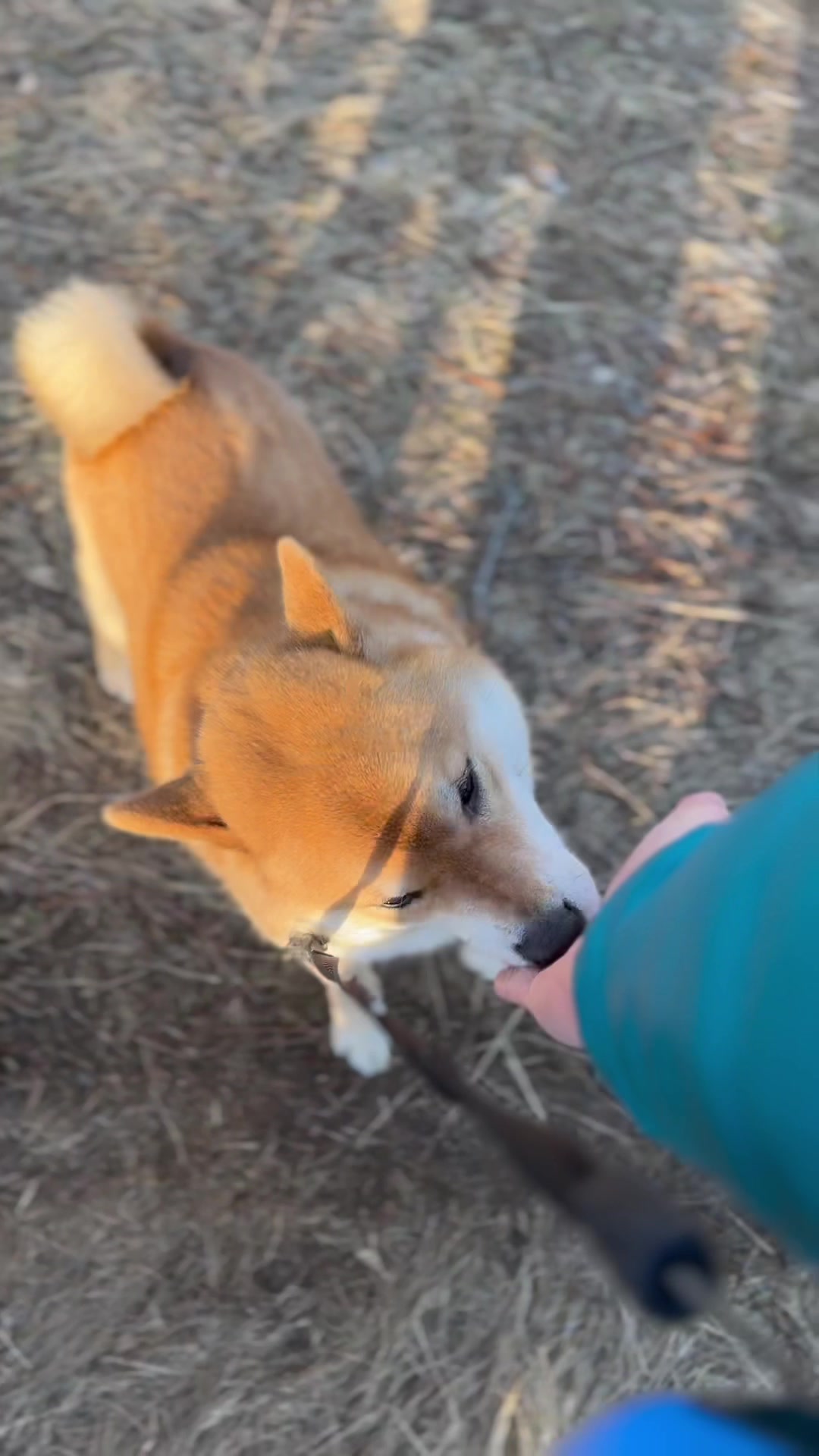 @yoshi.doggyhood