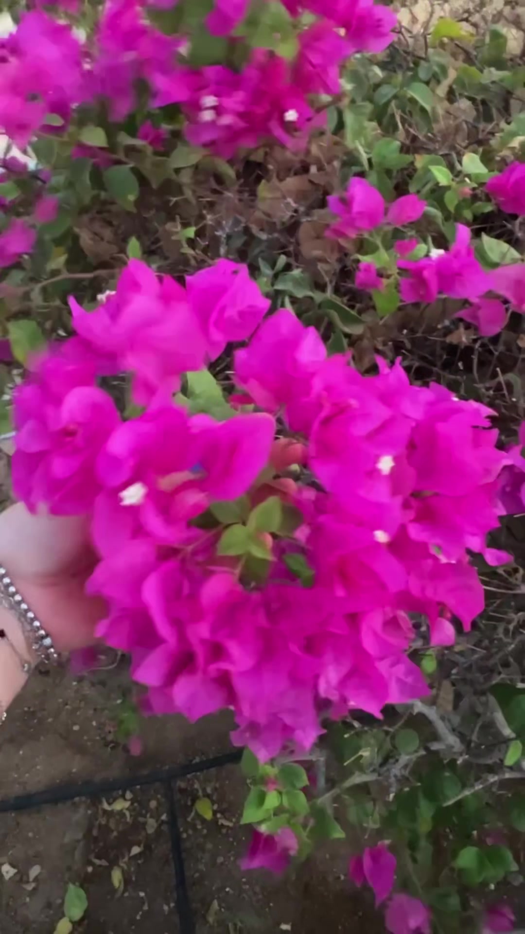 @albss🌹