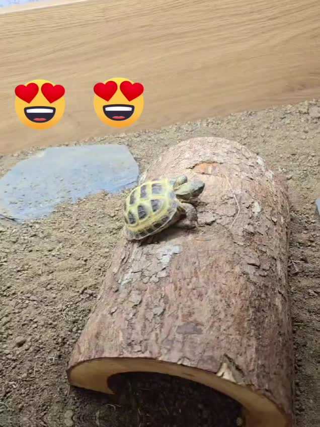 @speedy_the_tortoise
