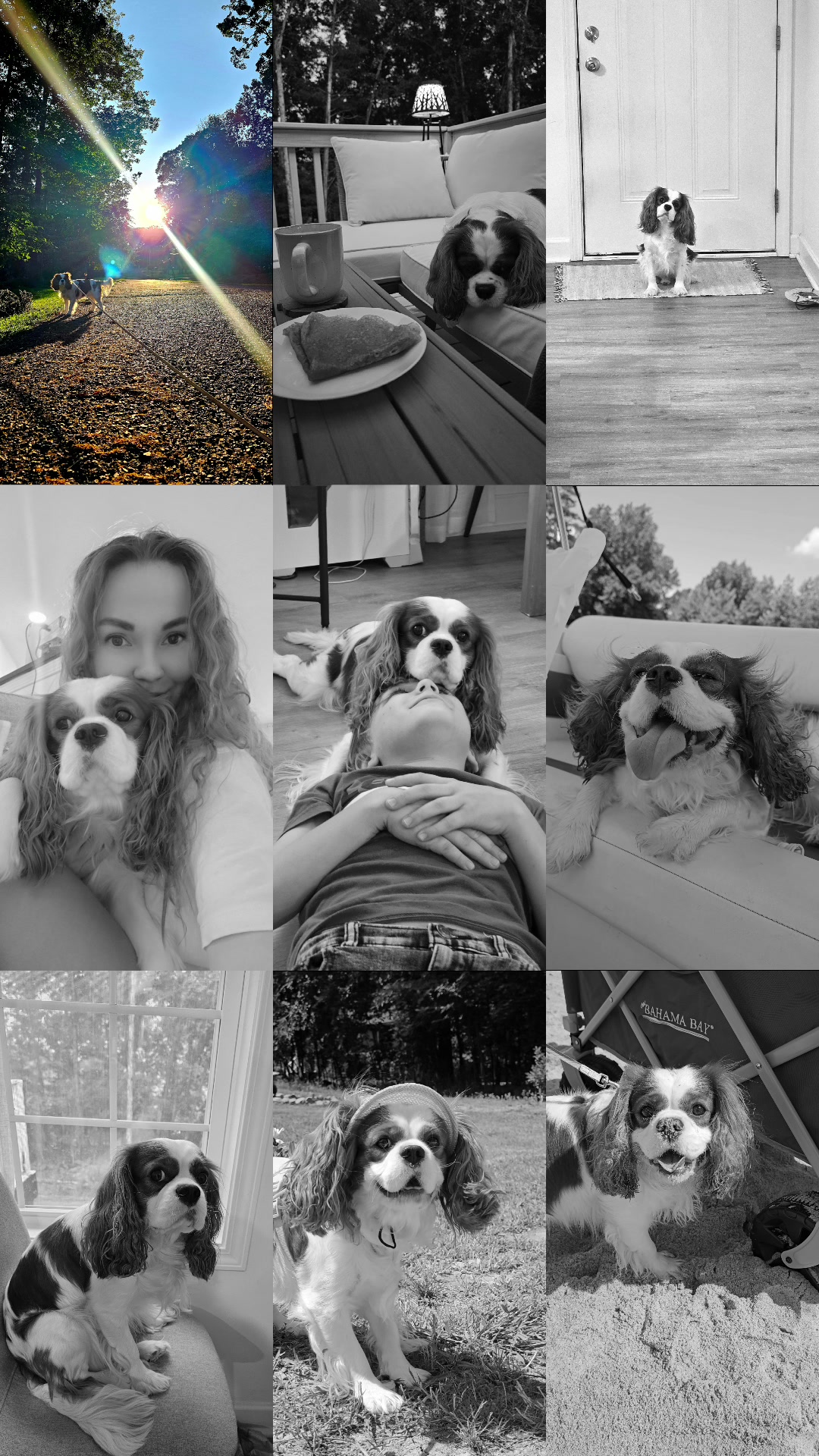 @Rocky Cavalier King Charles