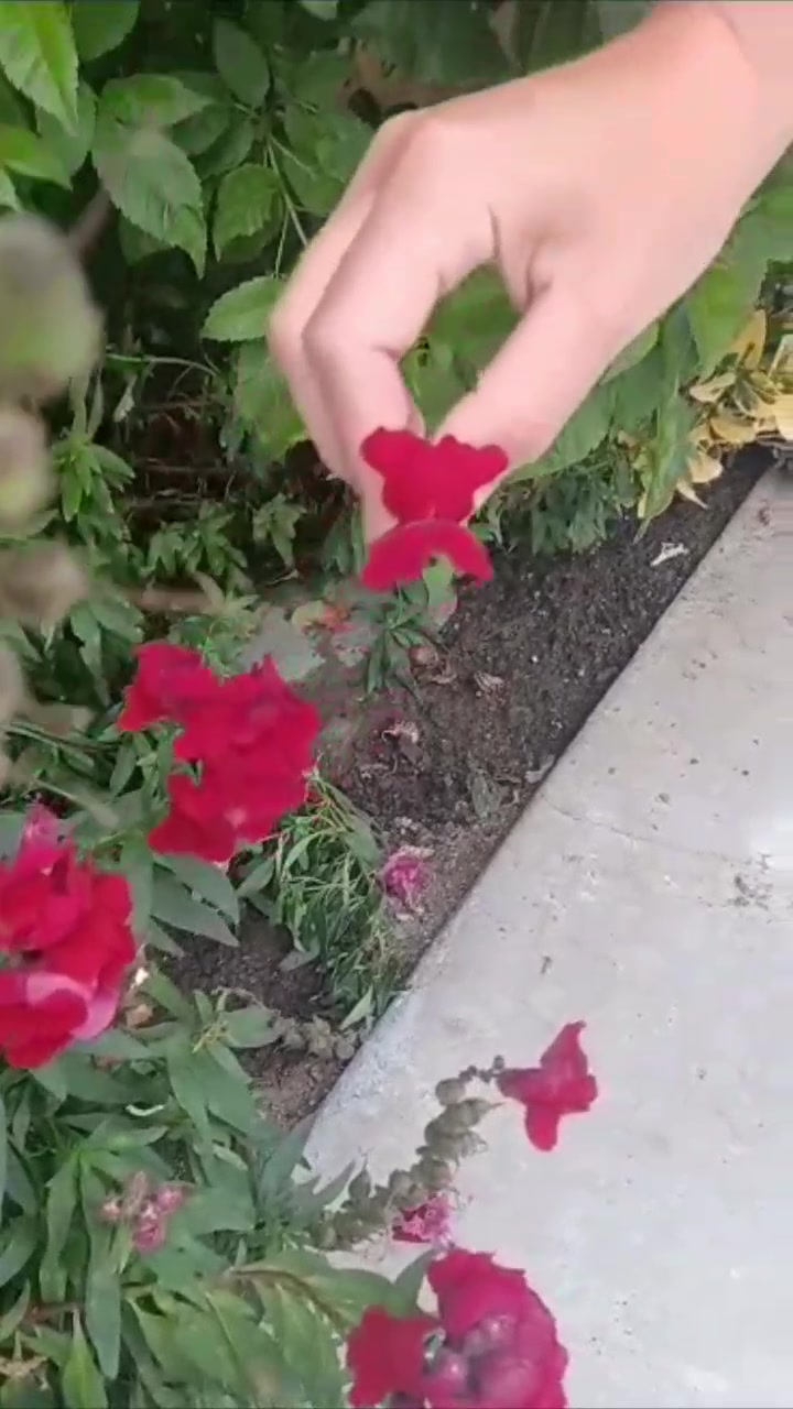 @funsnap