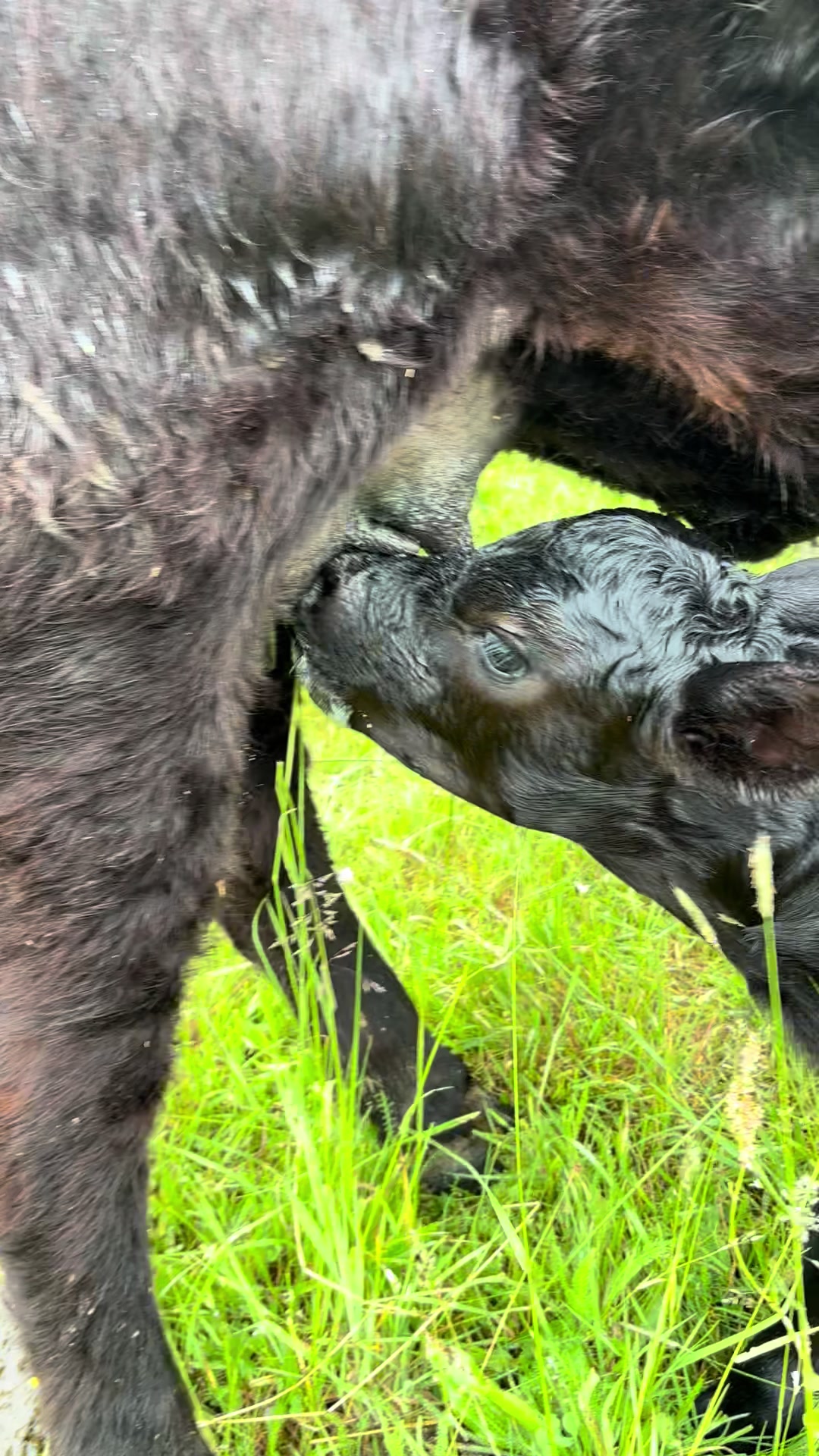 @aberdeen angus🇷🇴