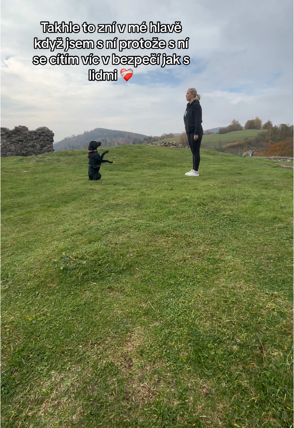 @labradors_gang_plus_one