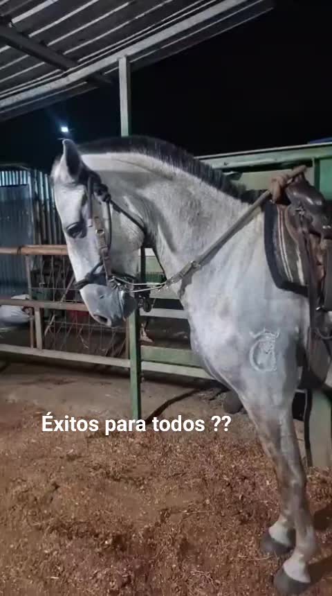 @Reyes Reyes