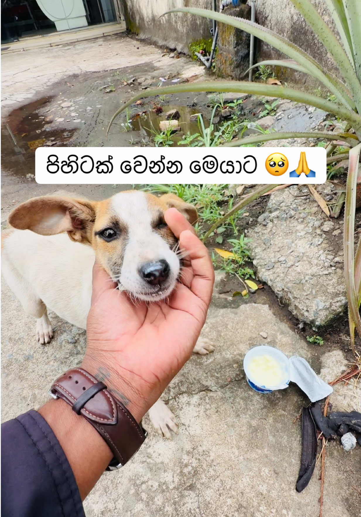 @DOG LOVERS