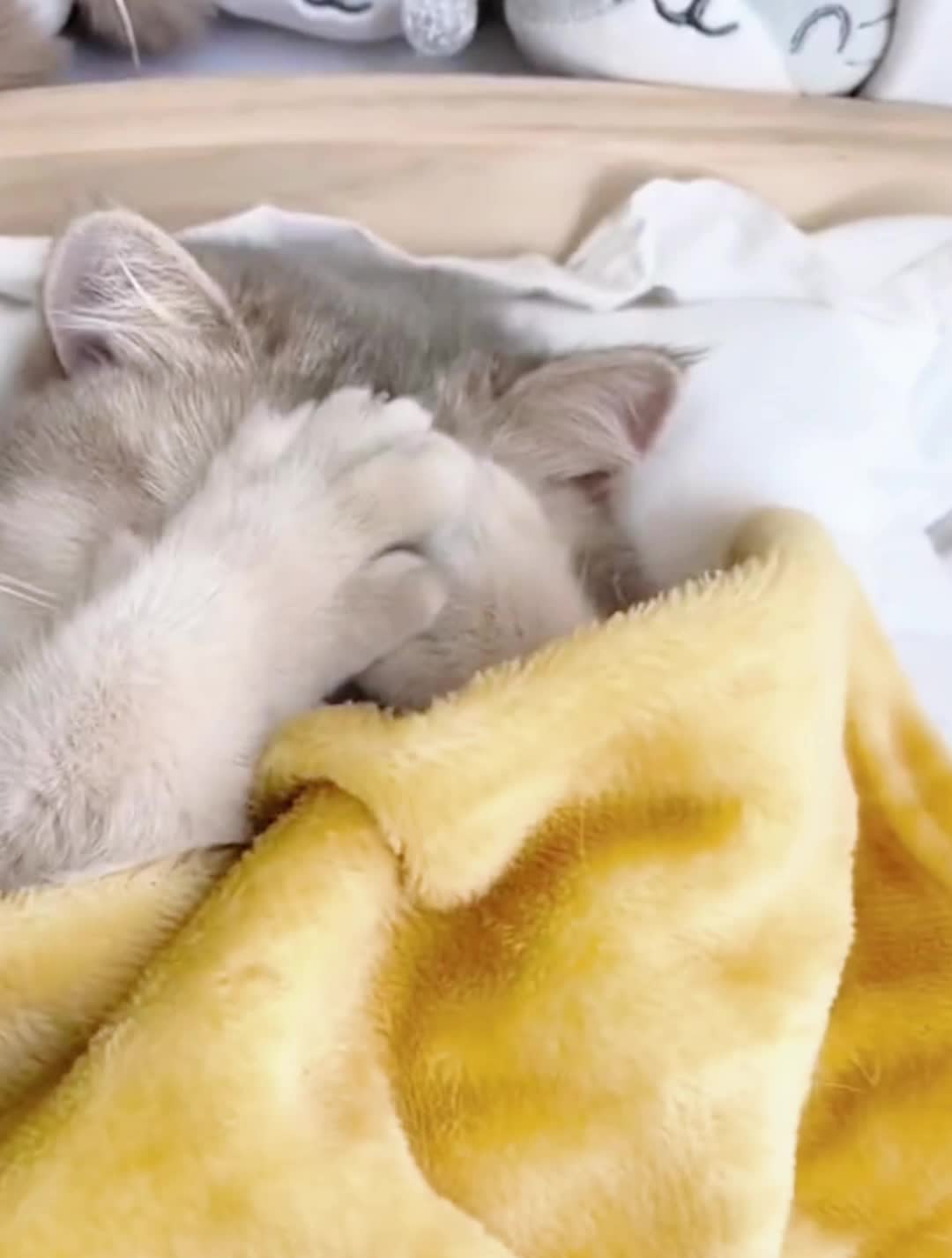 @doepetsupplies
