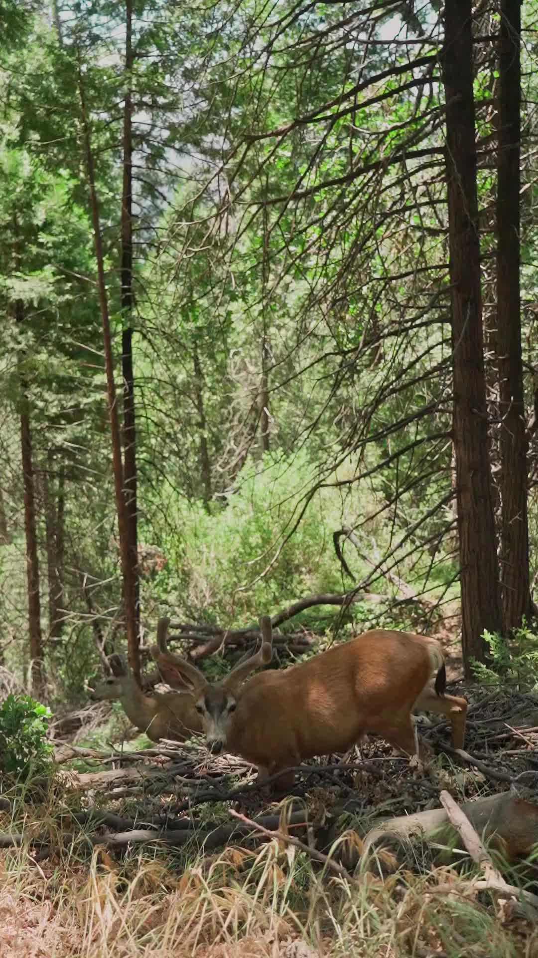 @factsanimal0