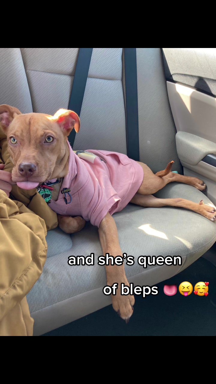@The Fur Babies 🐈 🐈&zwj;⬛ 🐕
