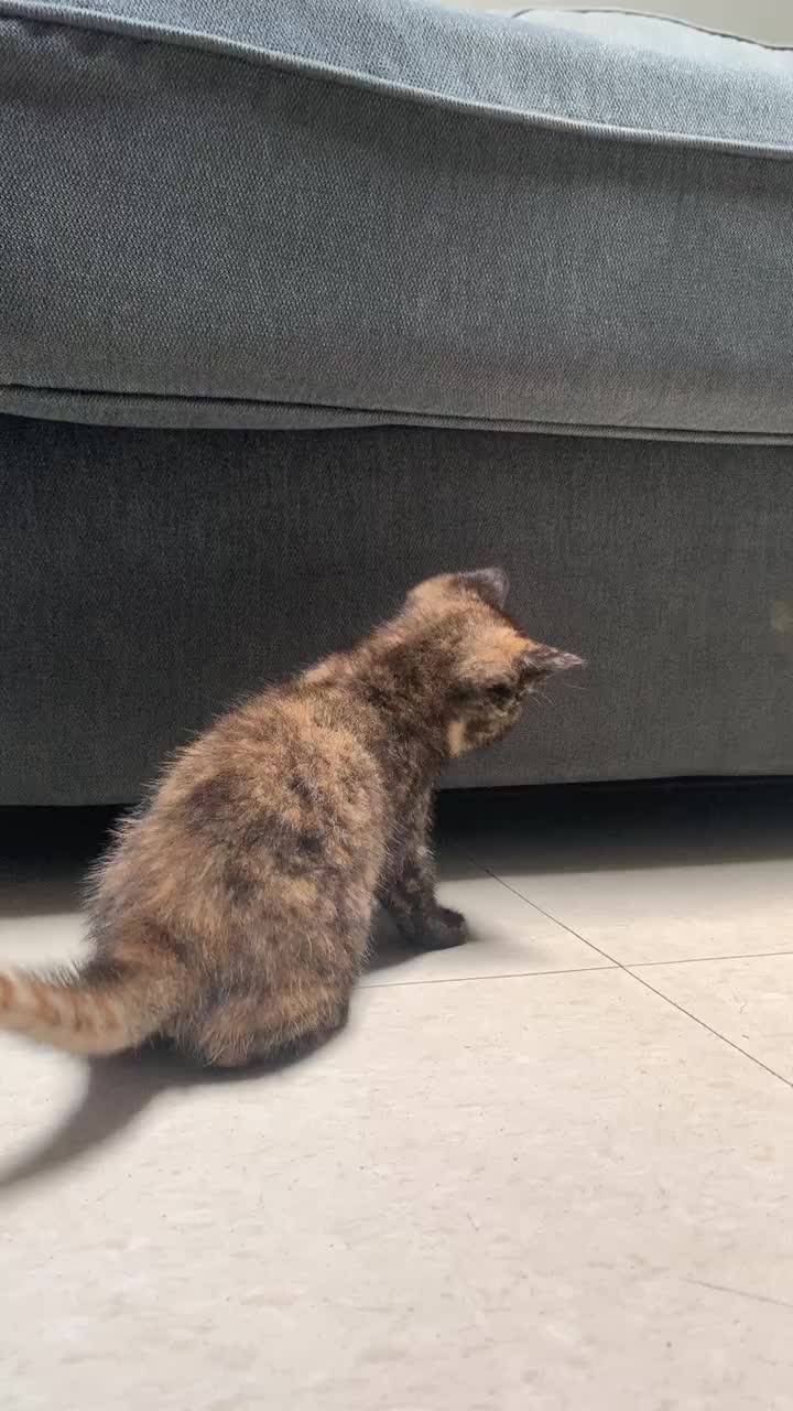 @tedtheyorkie