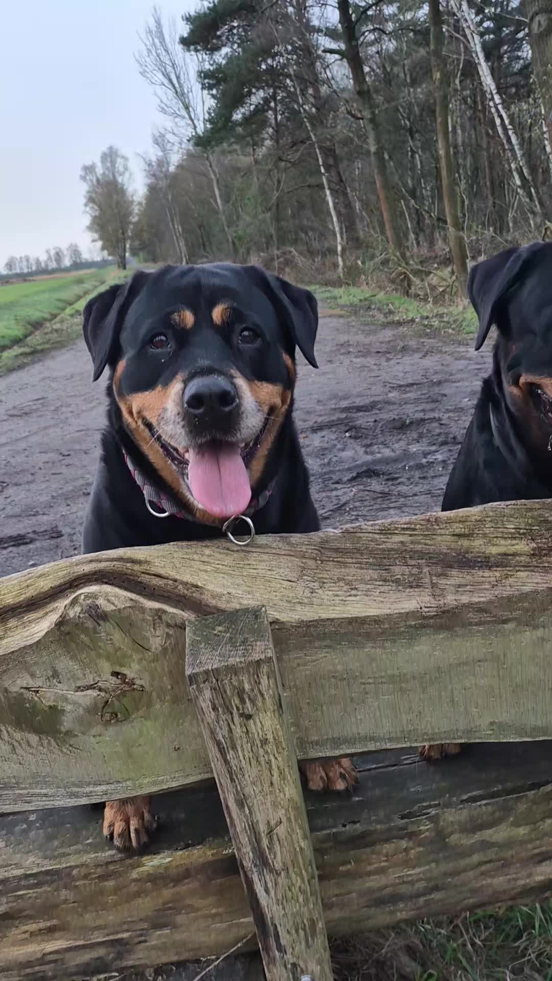 @Rottweilerlove❤️