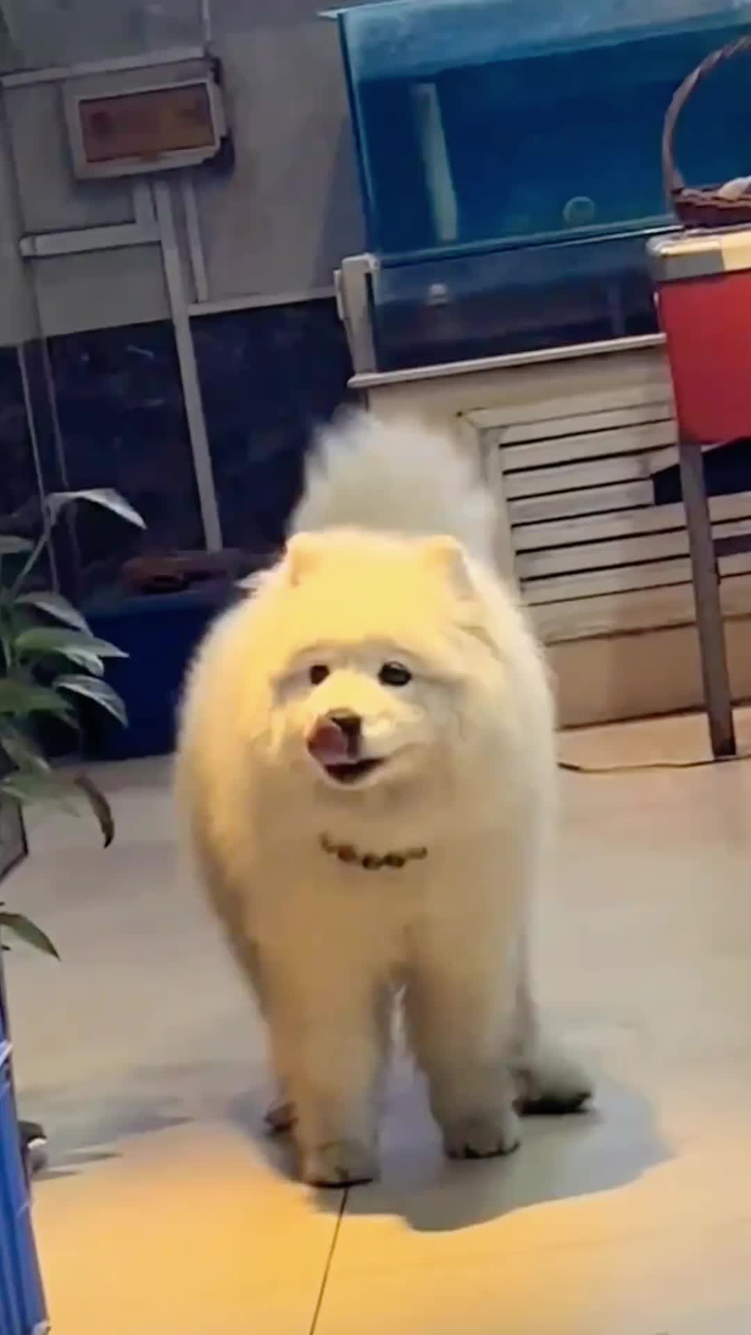 @doepetsupplies