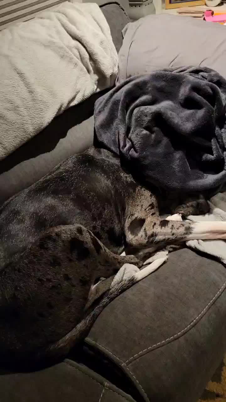 @dogmomof4
