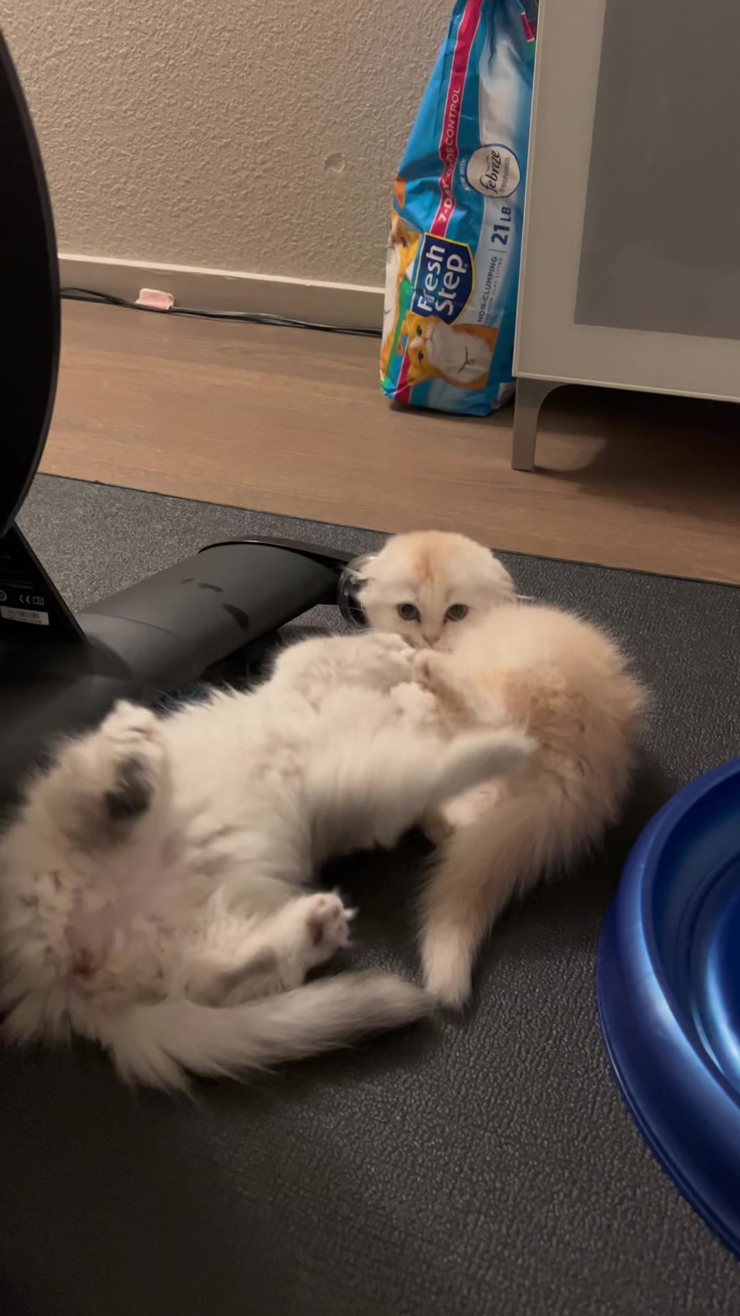 @Chester_and_Pepper