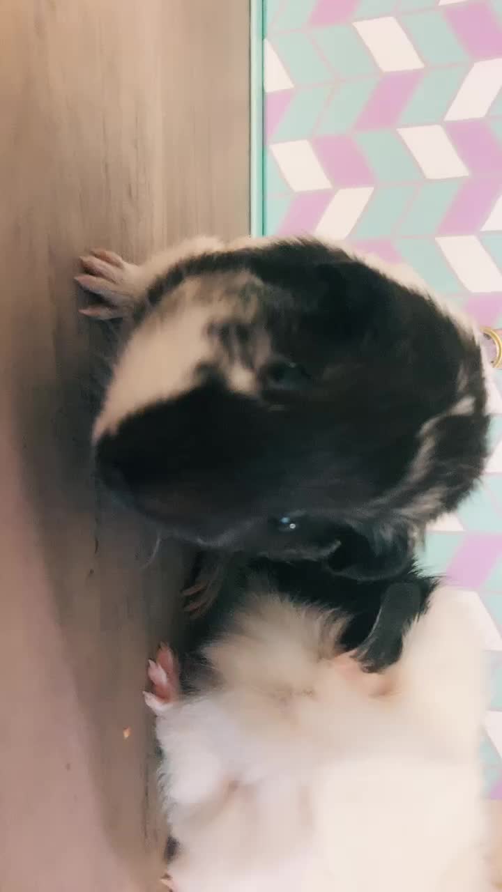 @🐹Thē çûtę pètš🐱
