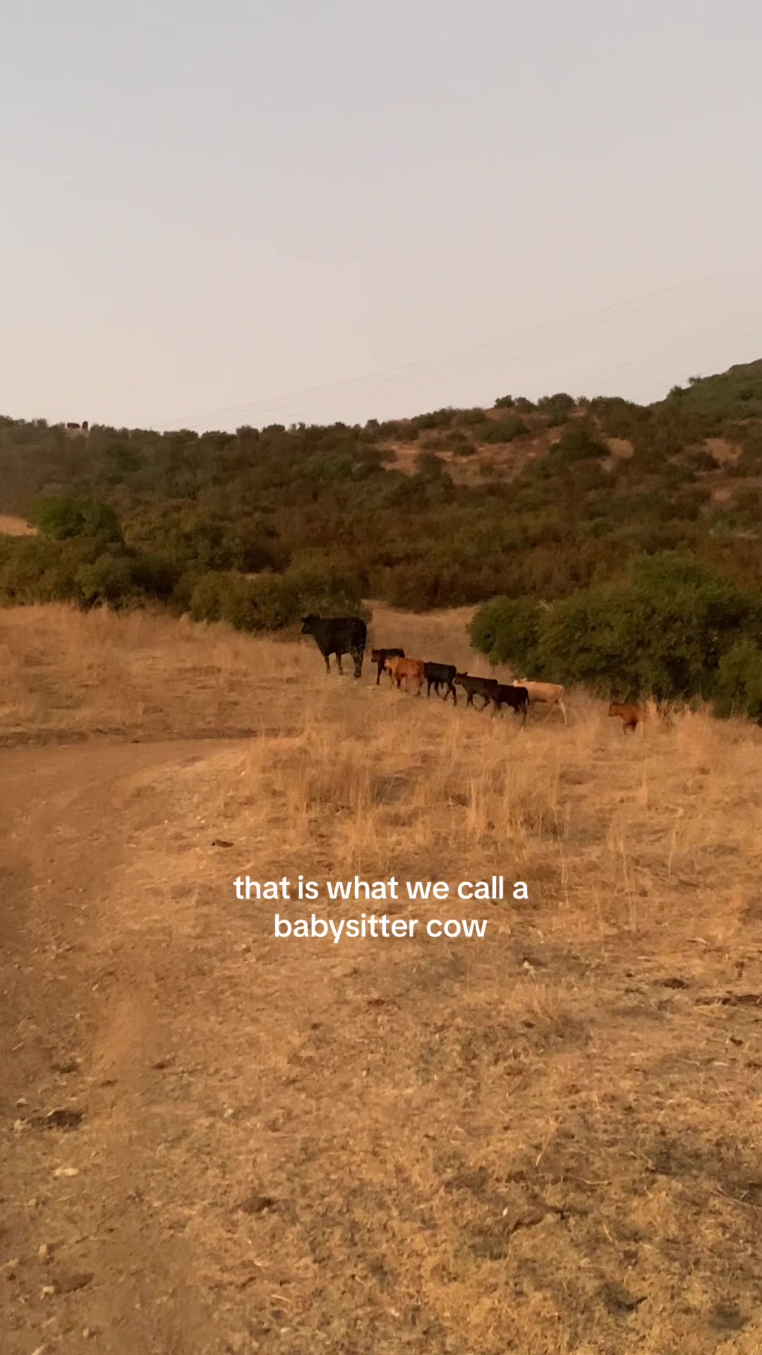 @myranchdiary