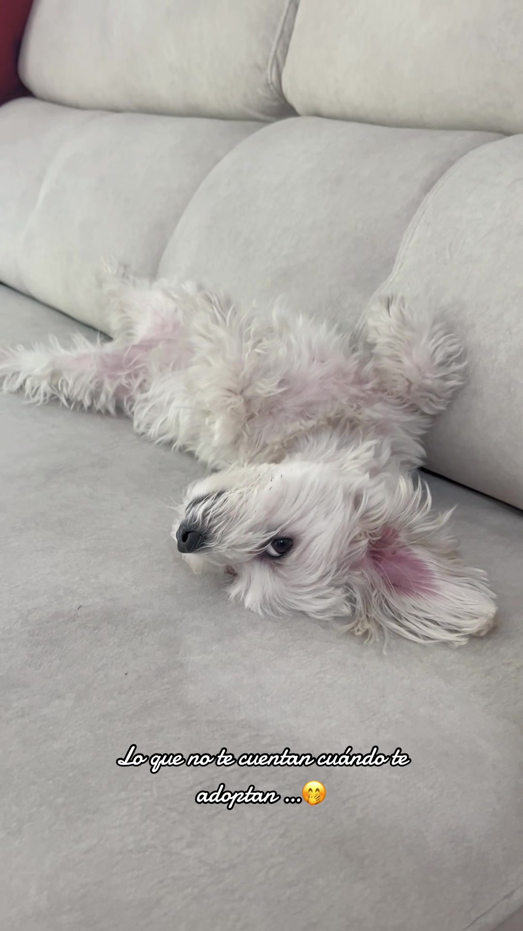 @Darla 🧡🐶🧡