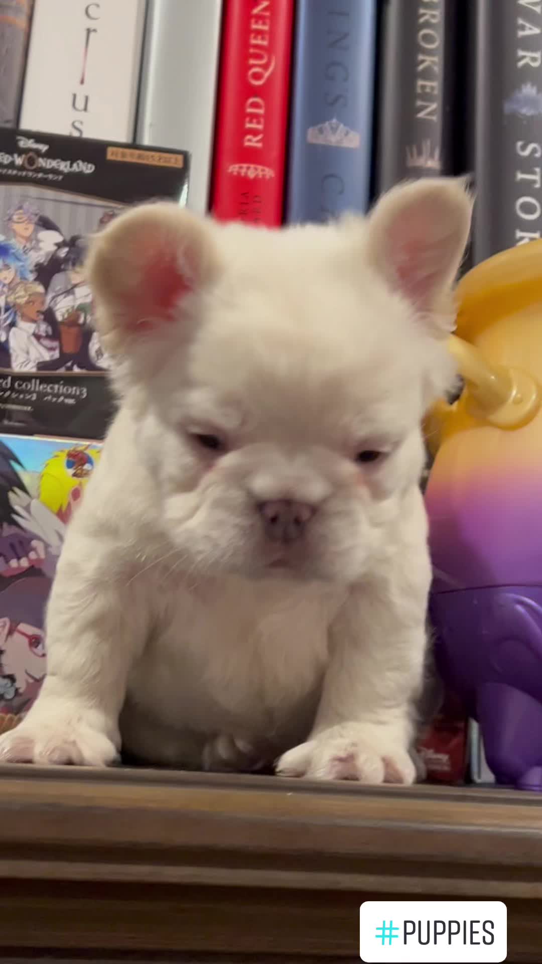 @DragonBallFrenchies