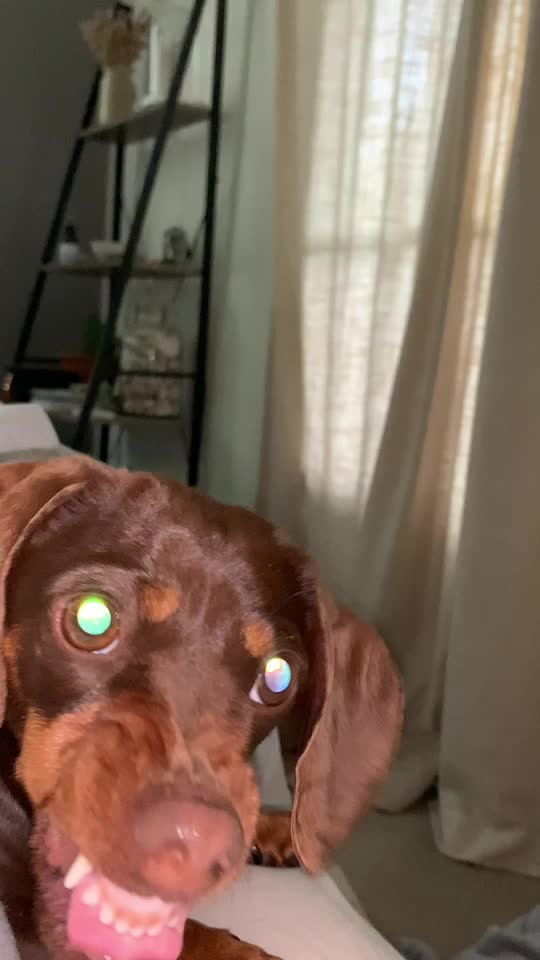 @Pip The Sausage 🤍