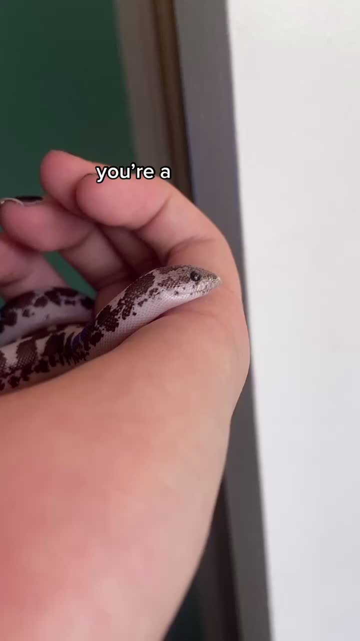 @Tortellini