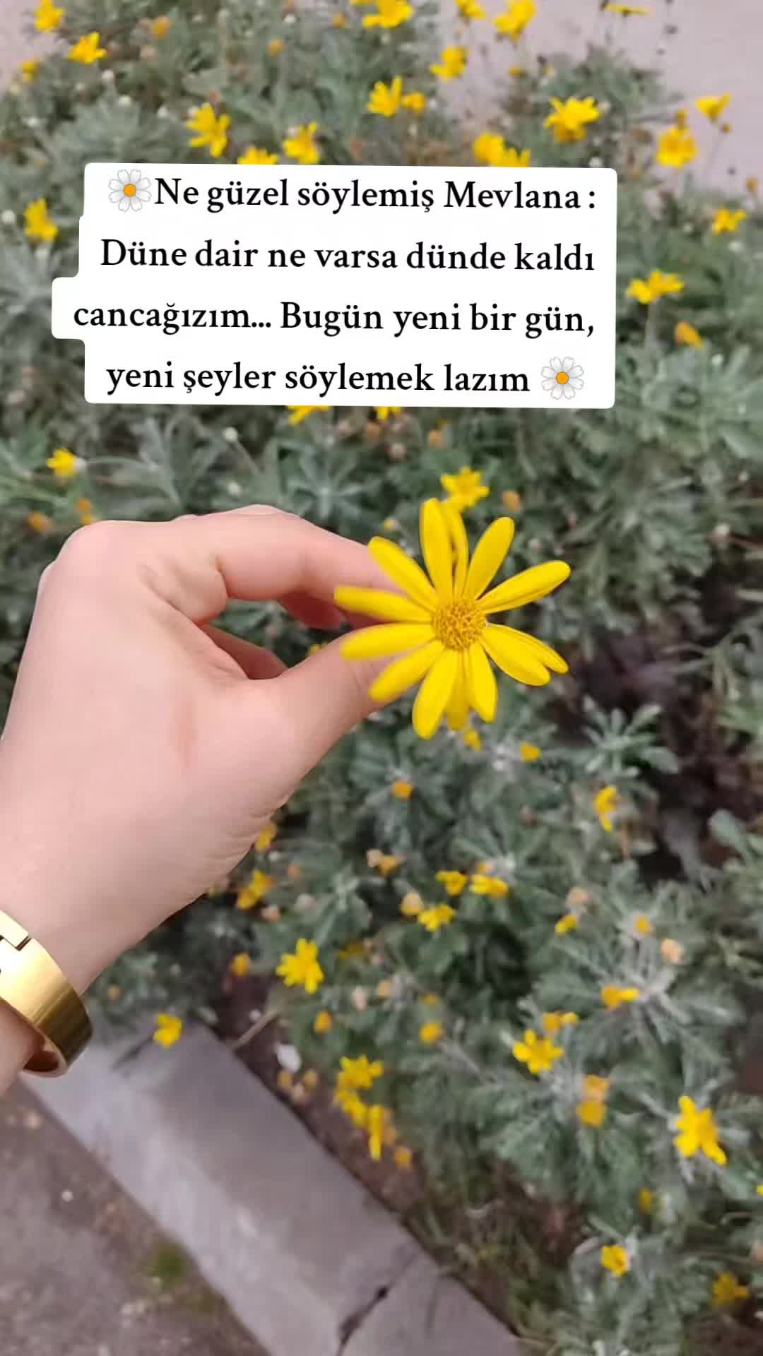 @aysegul