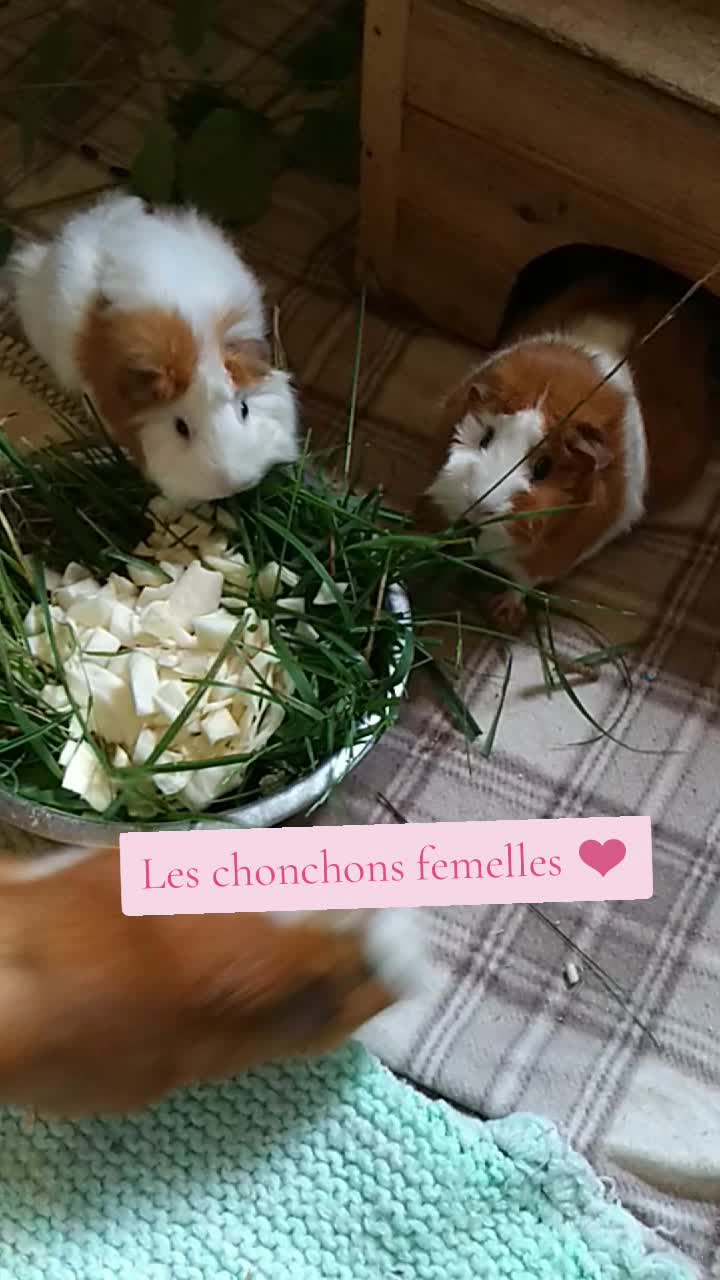 @association_apaa03