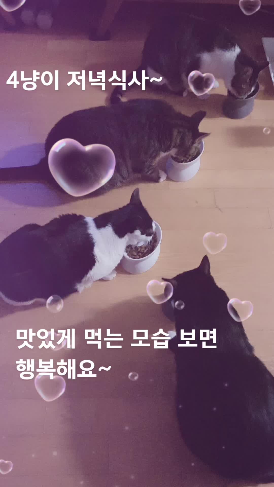 @lifewithkitty