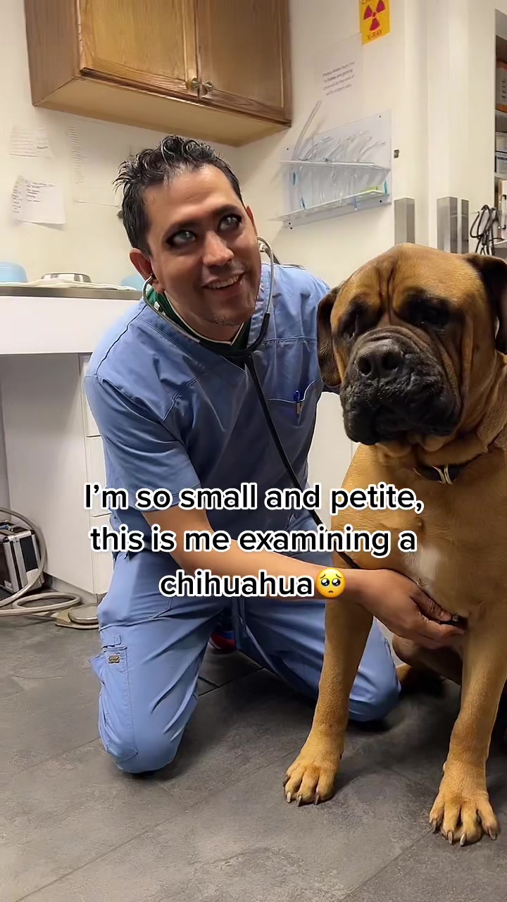 @sfurbanpethospital
