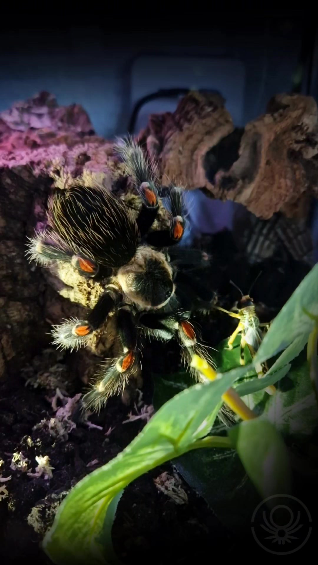 @brachypelma.de