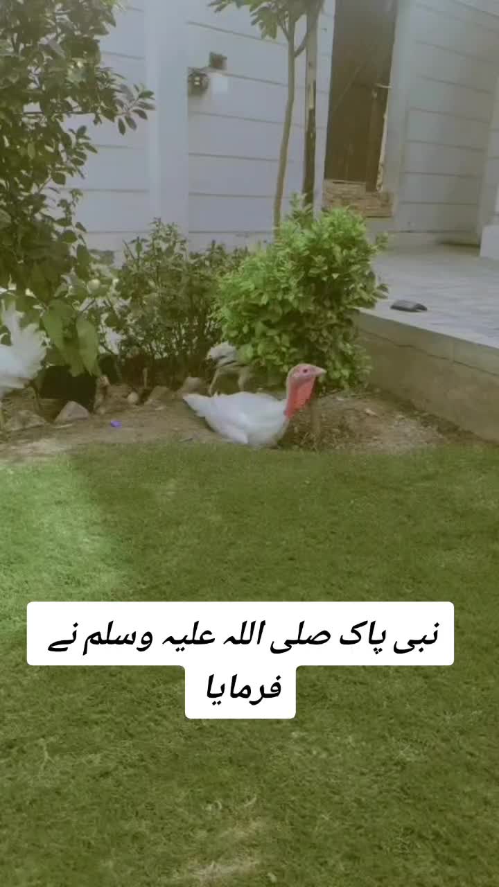 @Usman Ghani