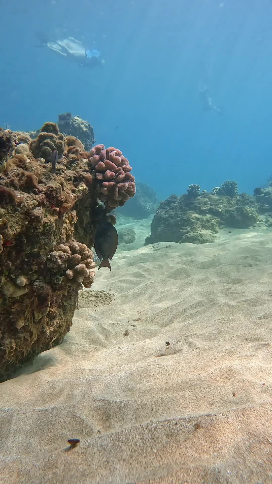 @Sky | Underwater Photographer