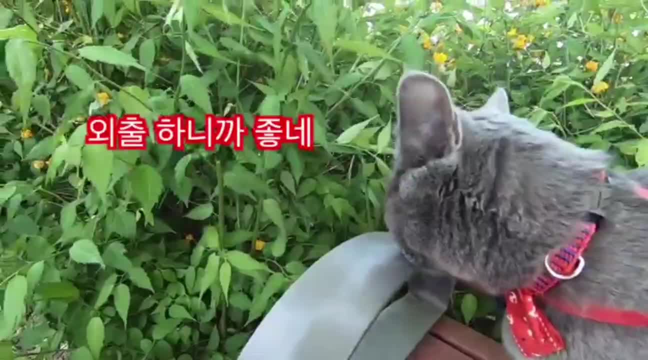 @만듀만두