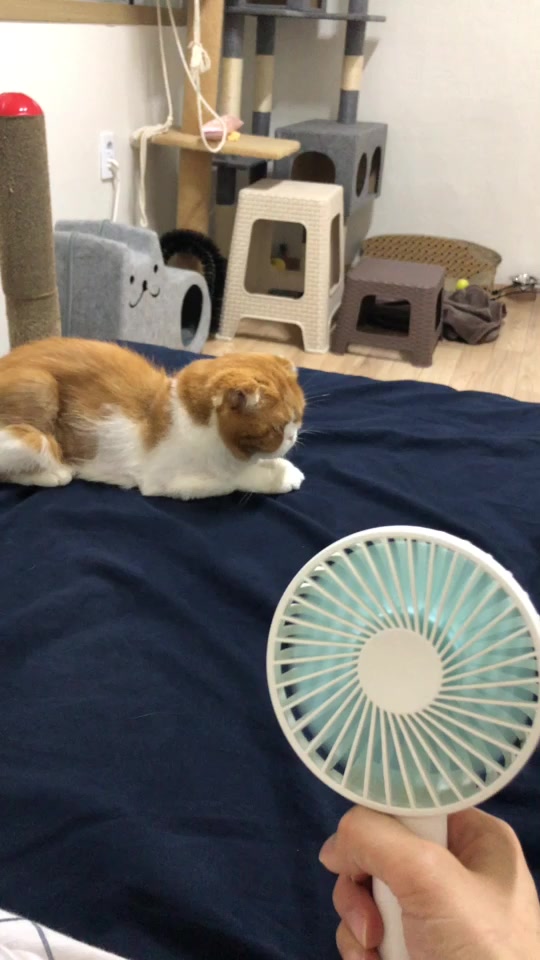 @고양이덕후