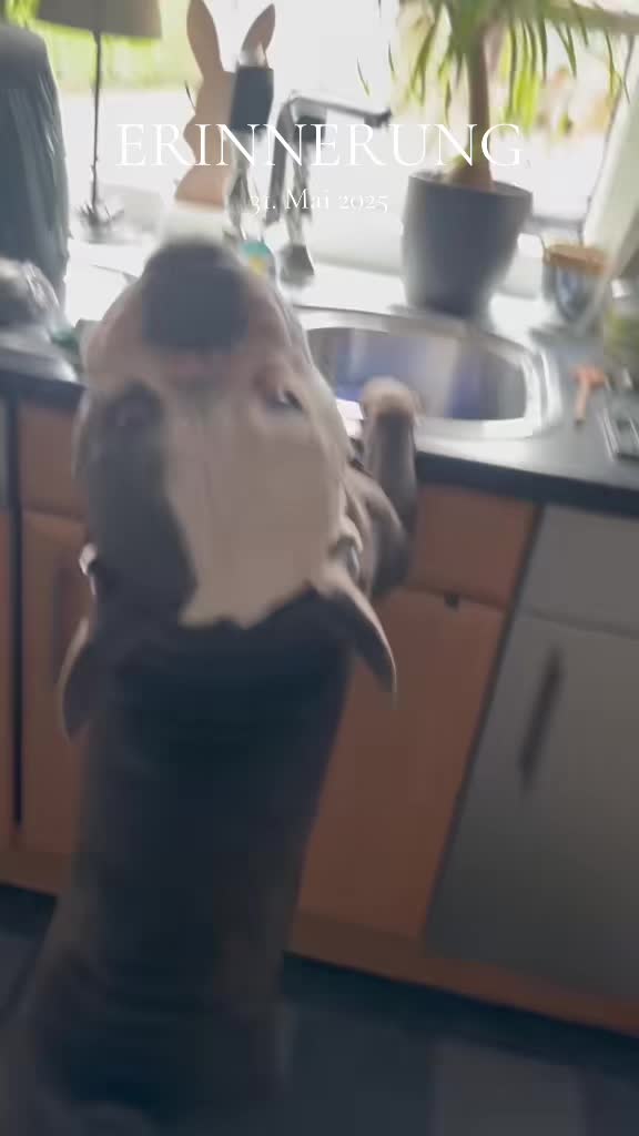 @Kalle 🐕