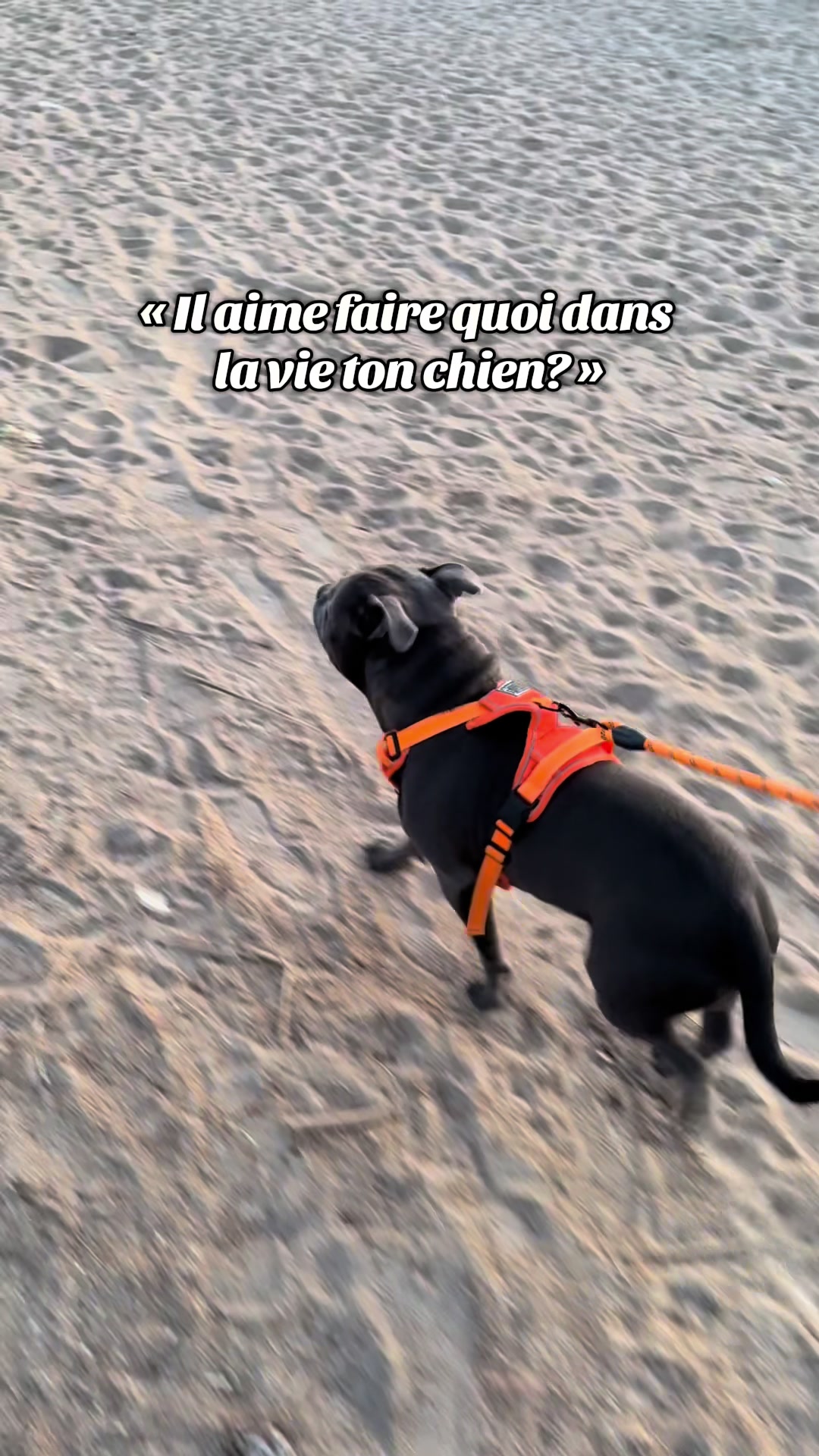 @Shadowlestaffy🐾