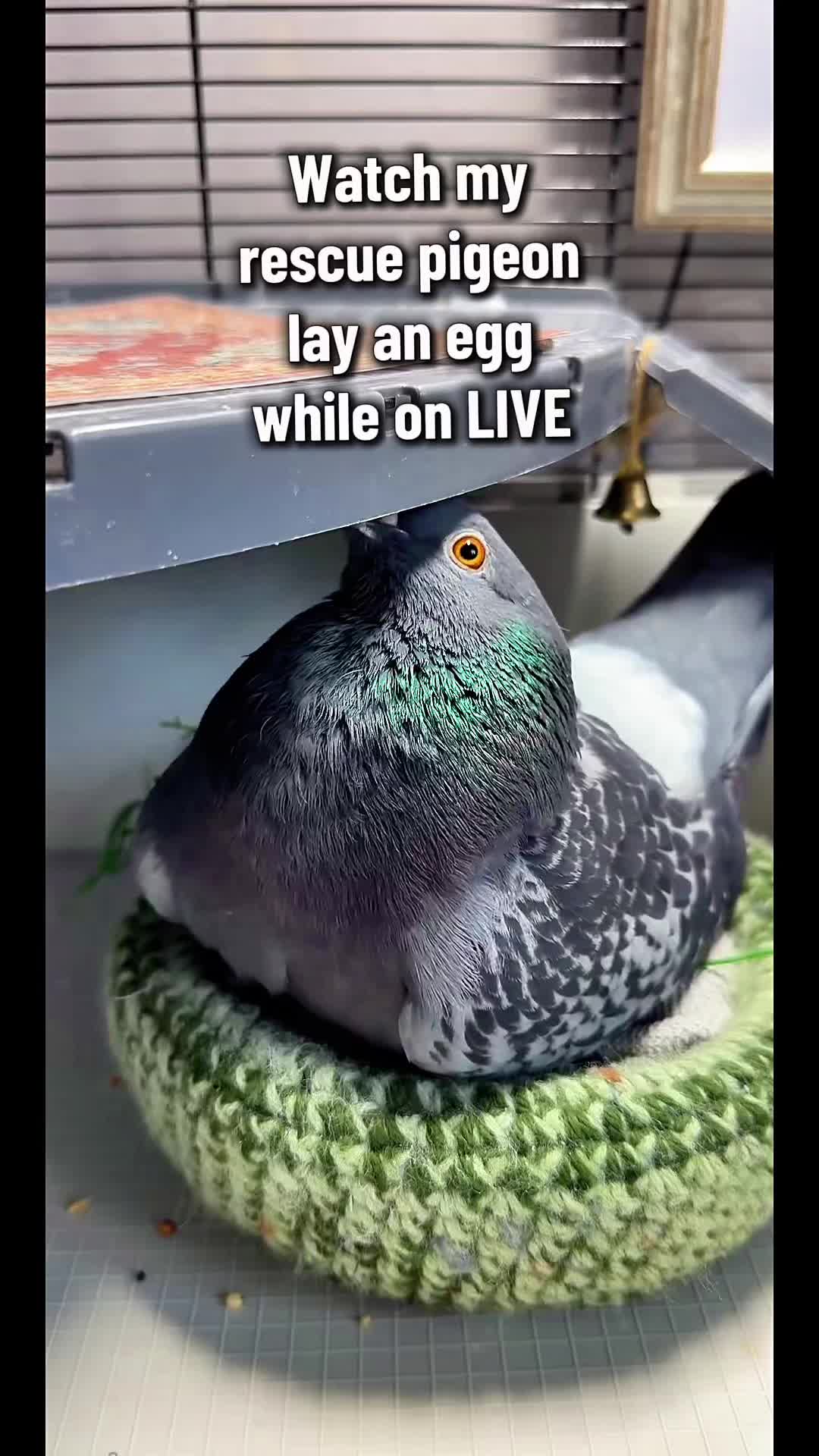 @Fidge the Pidge