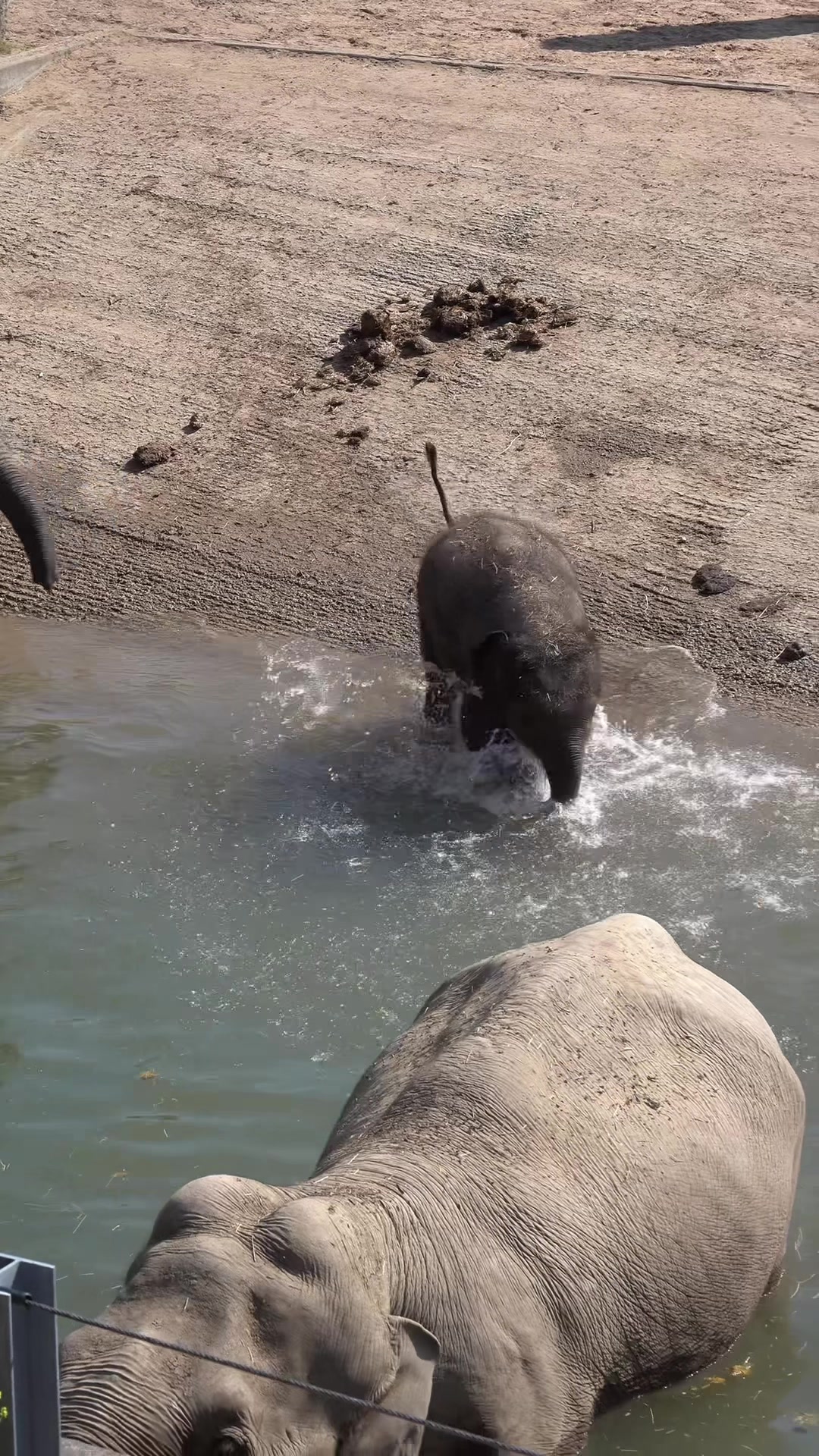 @Animals Travel Adventures