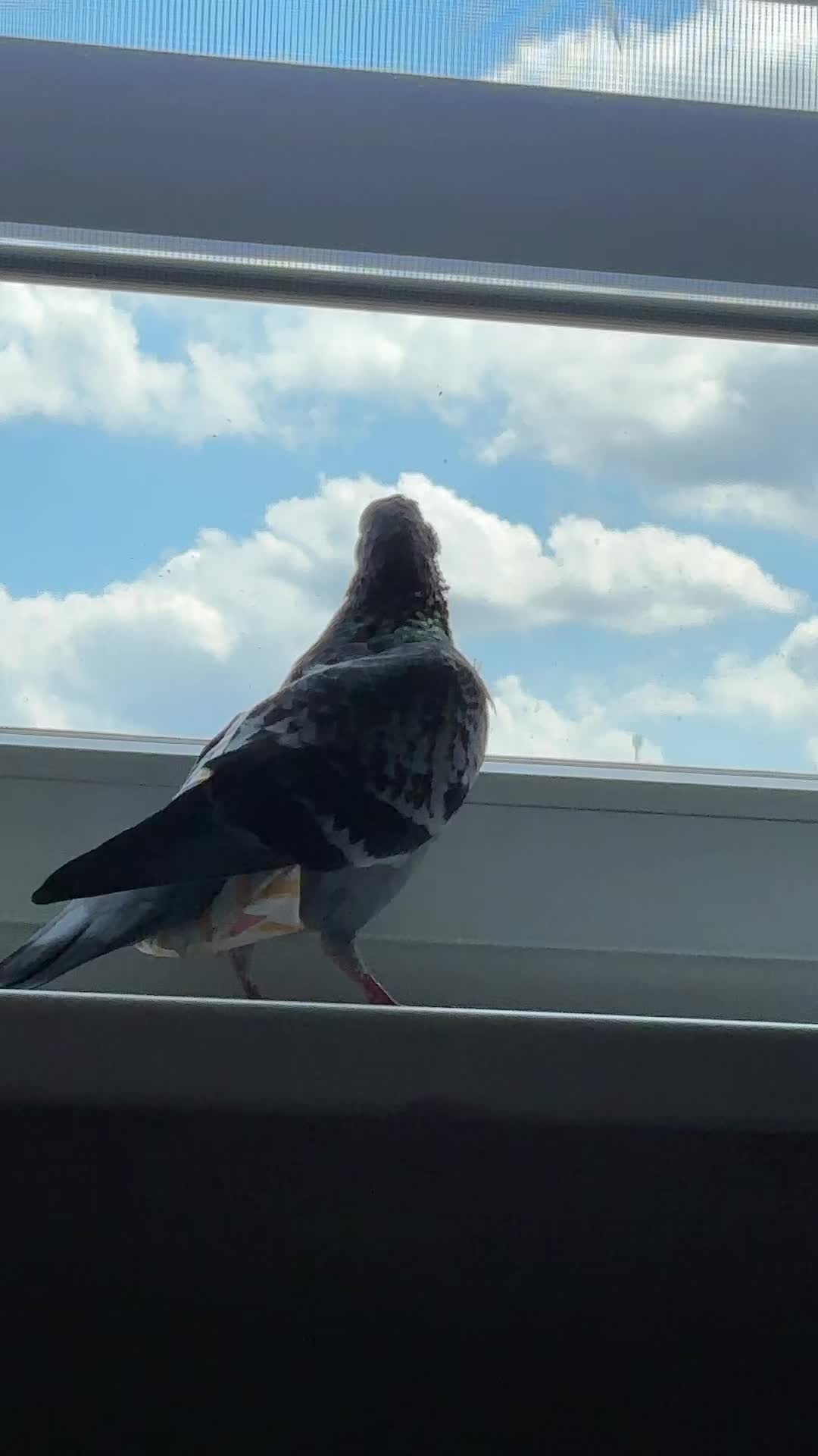 @Pigeon