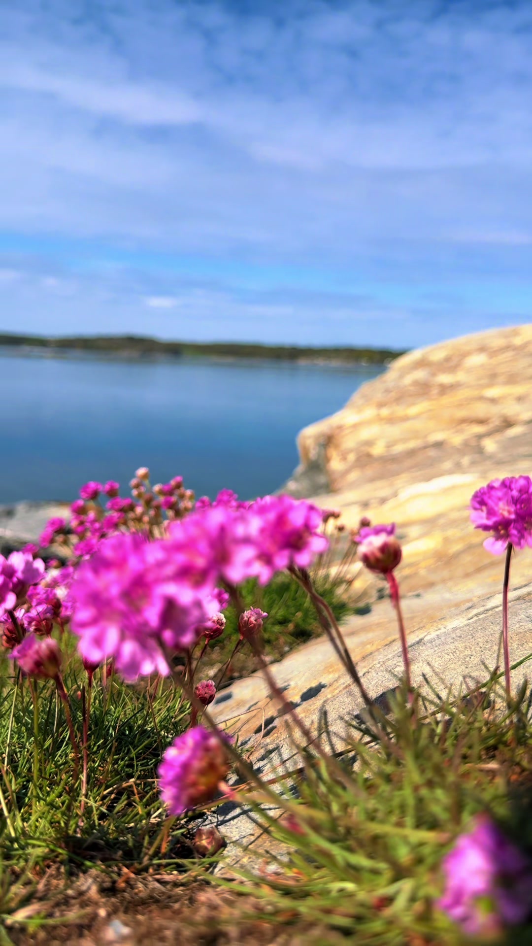 @CarinaWestcoastSweden🇸🇪