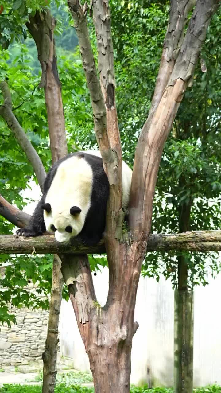 @pandy_pandaa