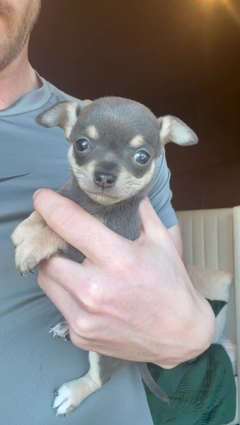 @Suffolk Chihuahuas