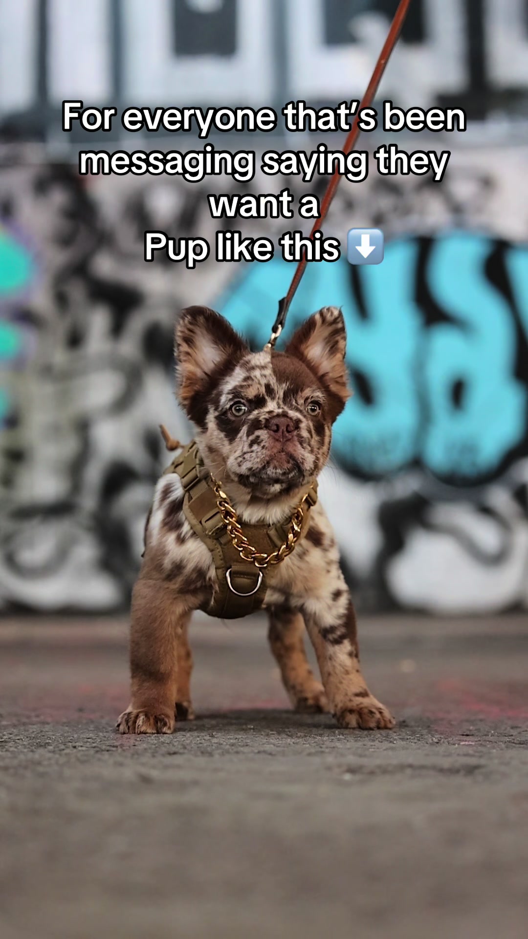 @Trendingbulldogz