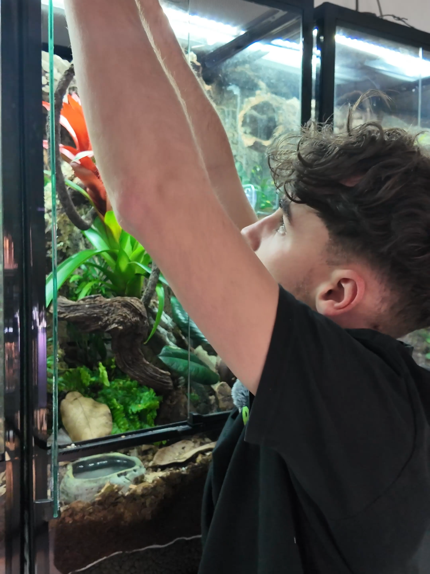 @prorep_reptile