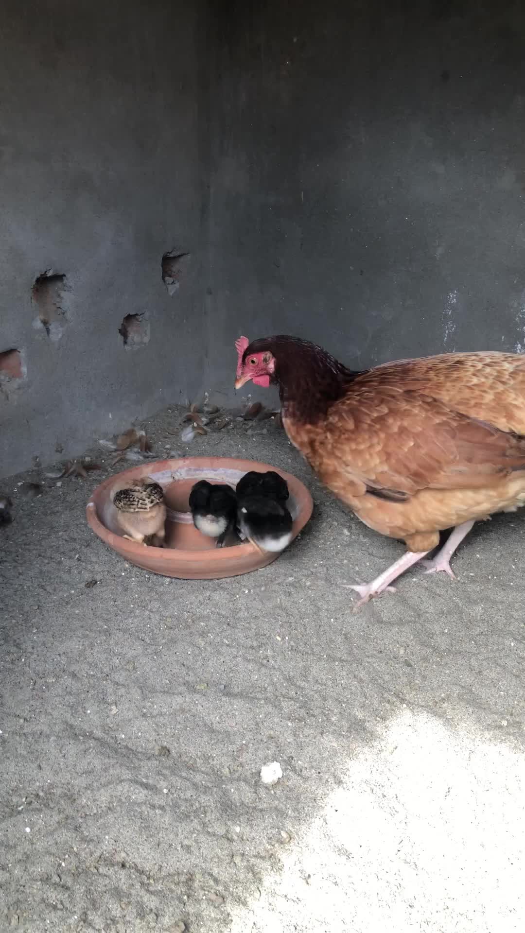 @Poultry Markaz