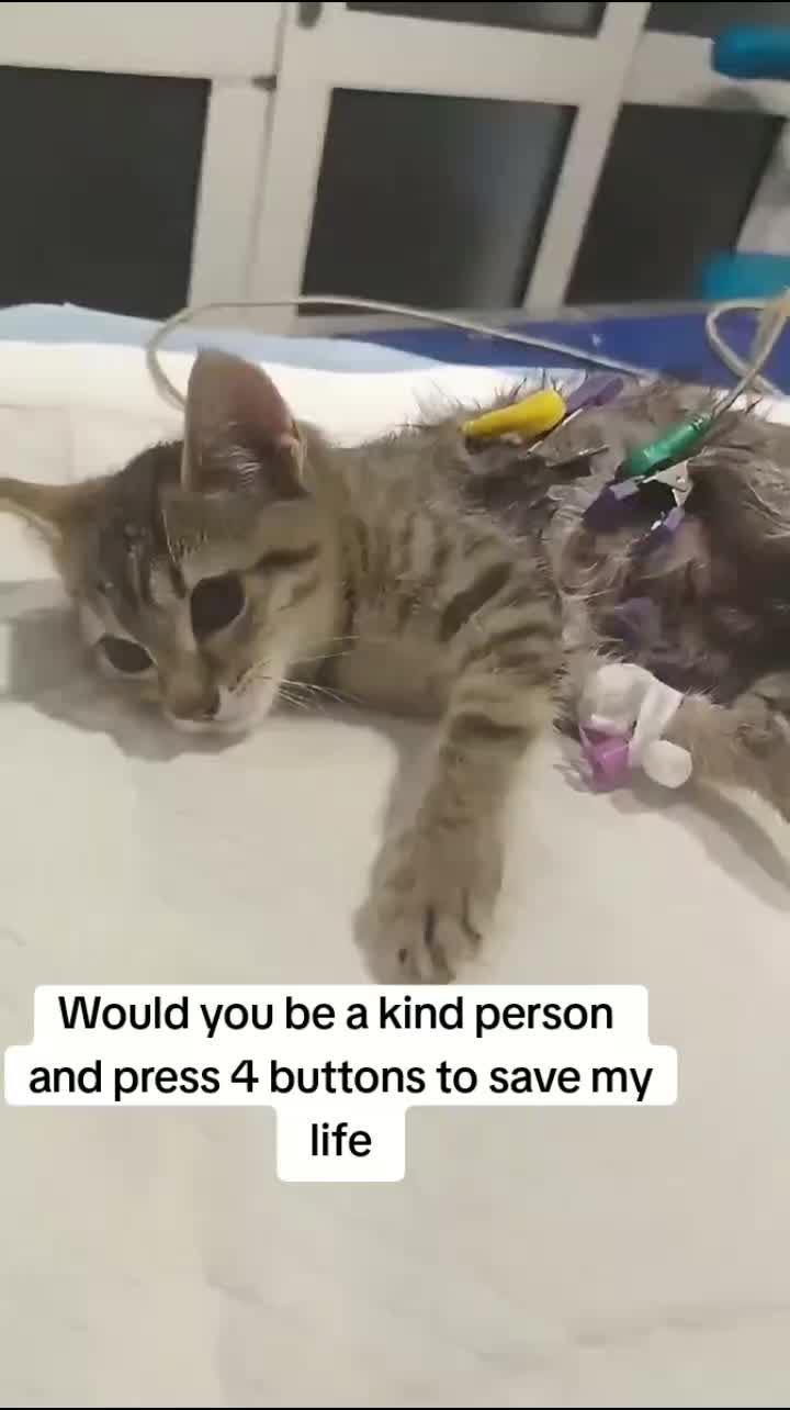 @Community_Animal_Rescue