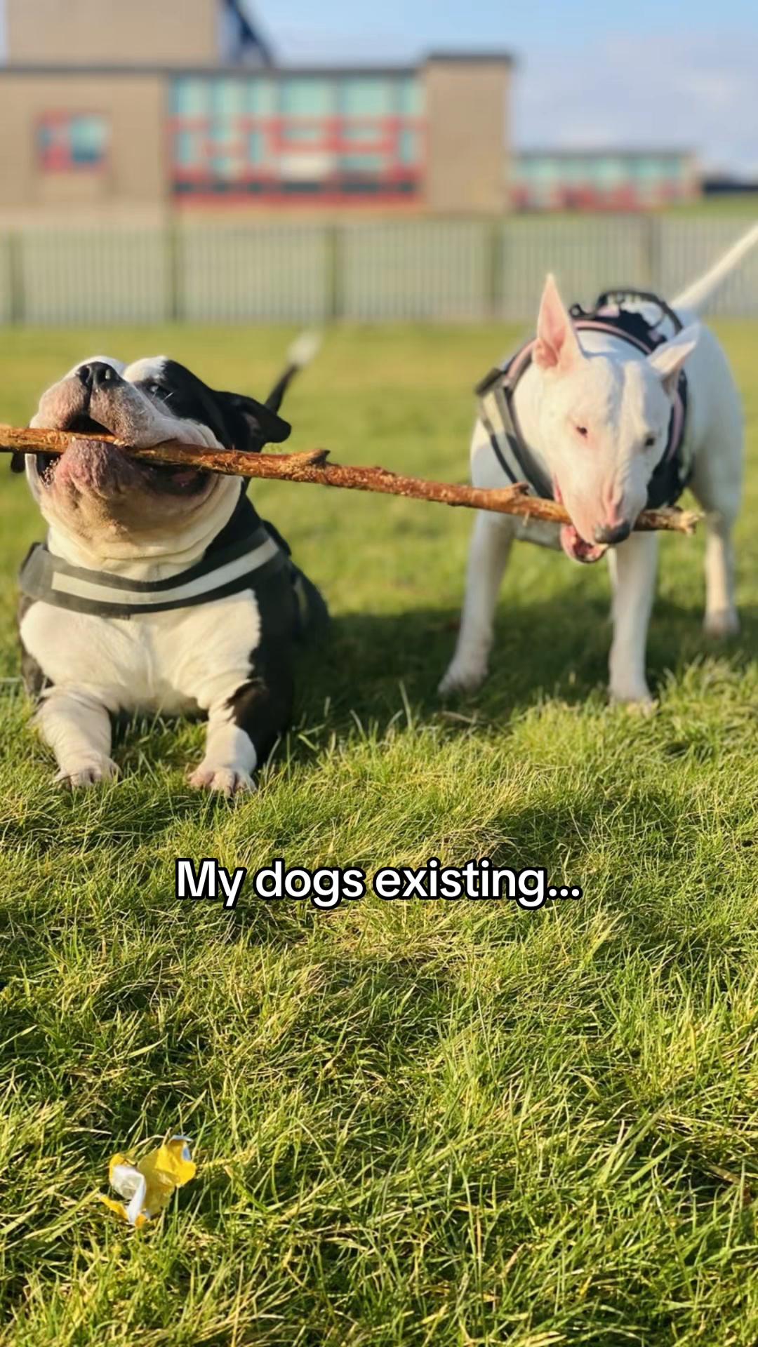 @🐶 Luna And Bear 🐶