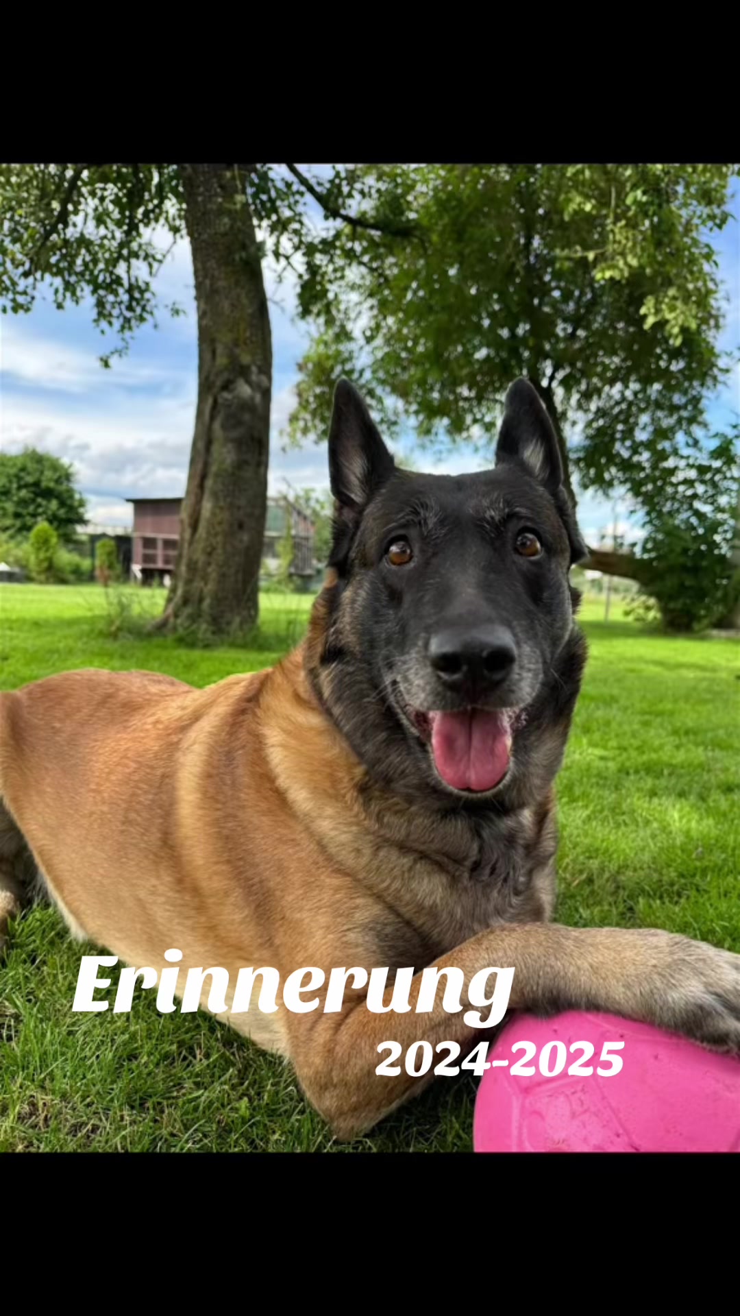 @malinois_und_ich