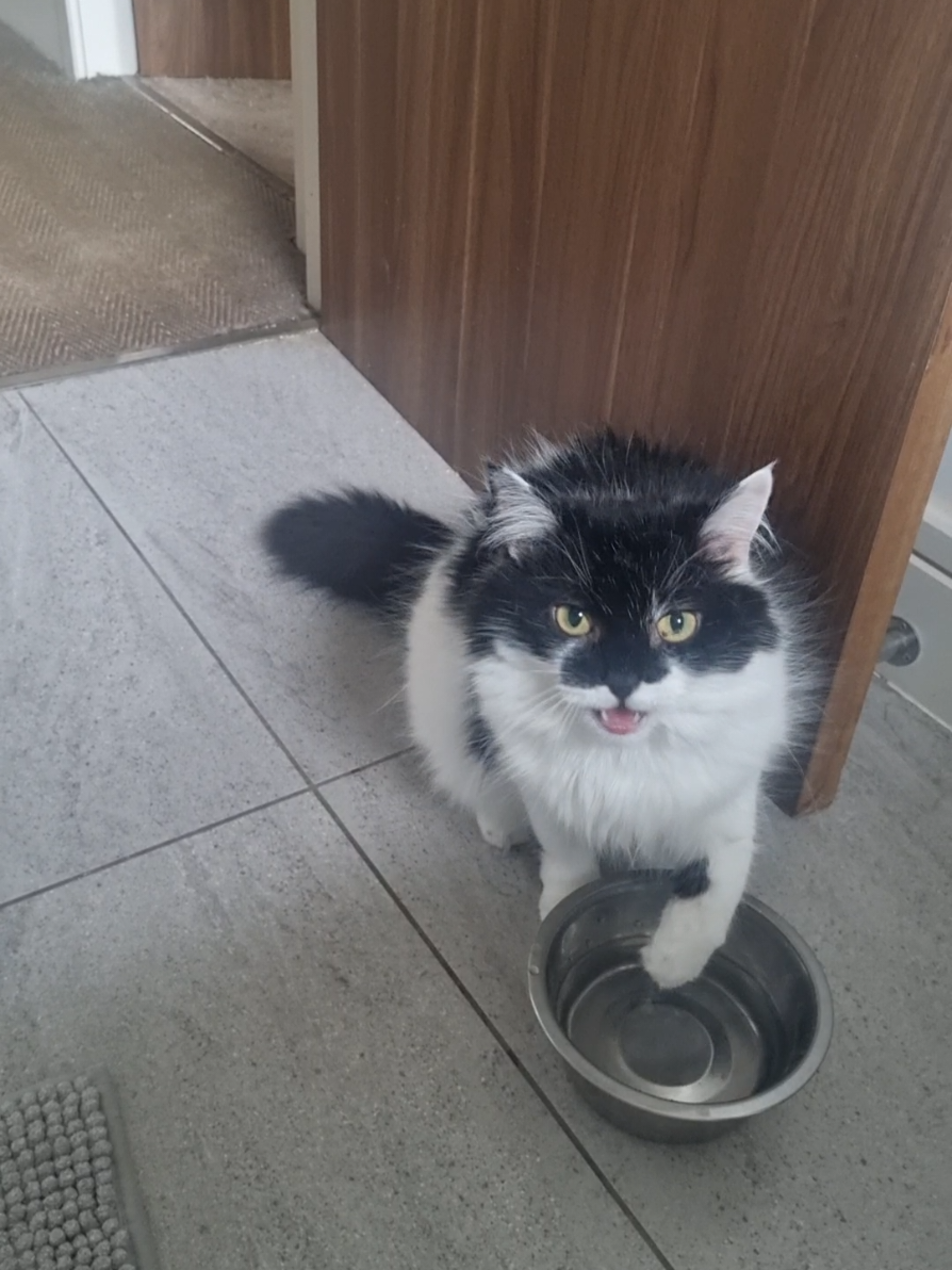 @2catlife