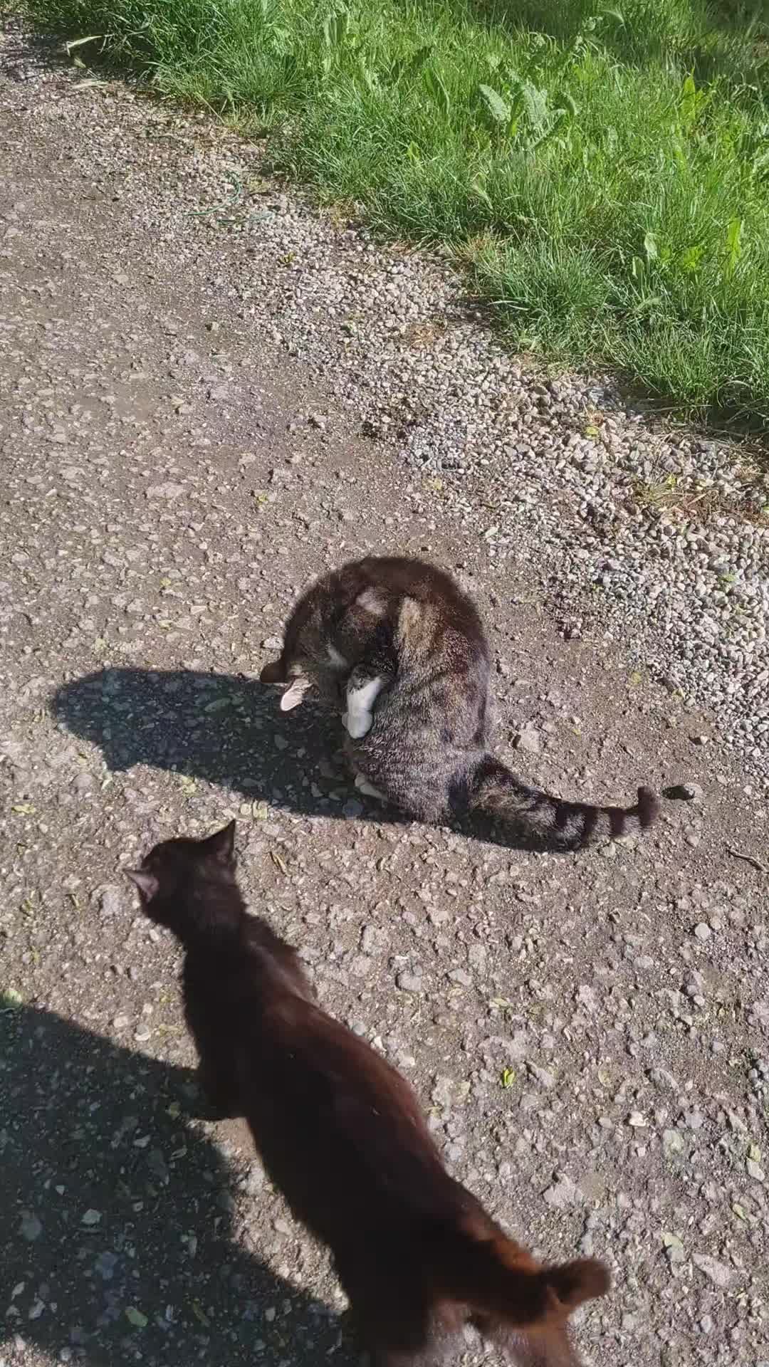 @Cat World