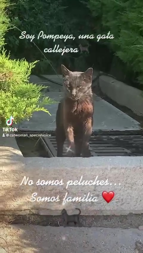 @PompeyayCat